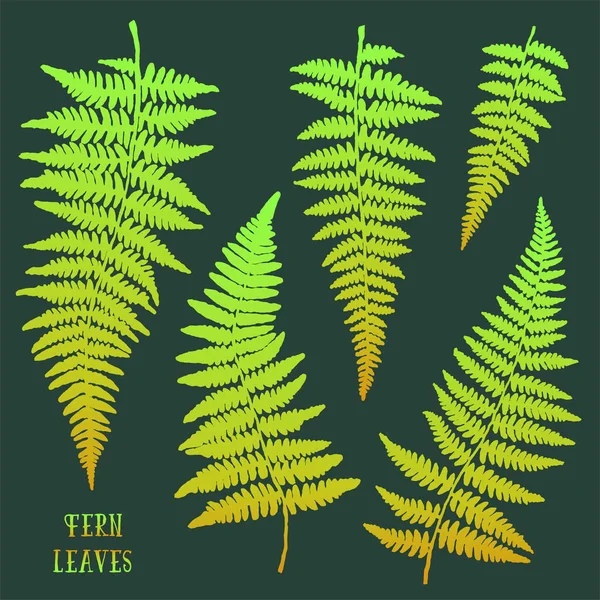 Fresh green hand drawn fern leaves isolated on dark background. — Stock Vector