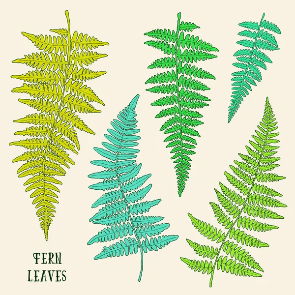 Fresh green hand drawn fern leaves isolated on white background. — Stock Vector
