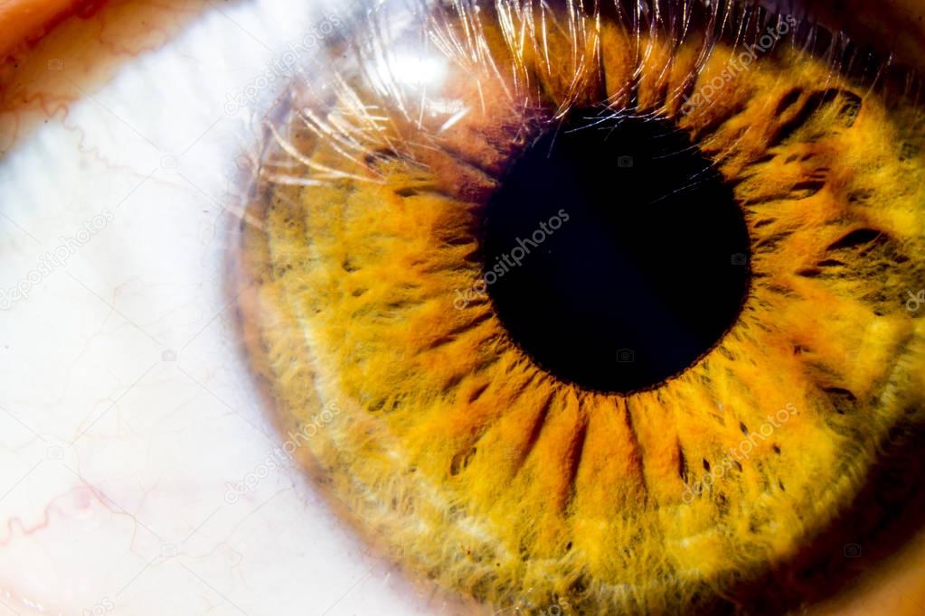 A beautiful macro eye