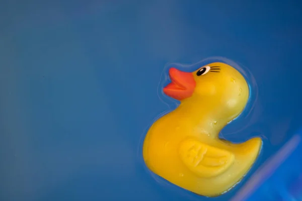 Πισίνα κίτρινη duck — Φωτογραφία Αρχείου