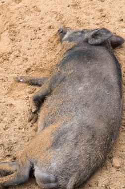 Rusya, Kaluga, ekolojik Park 