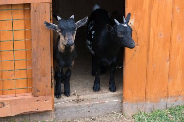 Rusya, Kaluga, ekolojik Park 