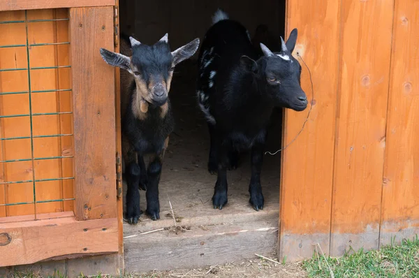 Rusya, Kaluga, ekolojik Park 