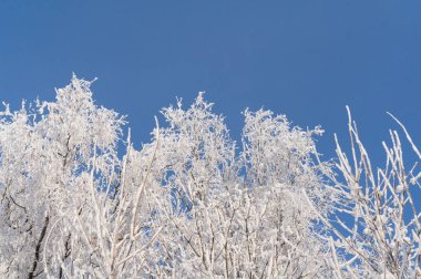 Kış. Ağaçlar ve çalılar karda dalları
