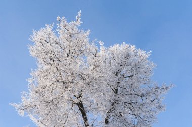Kış. Ağaçlar ve çalılar karda dalları
