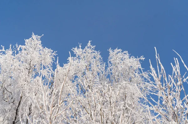 Kış. Ağaçlar ve çalılar karda dalları