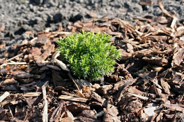 Küçük mazı occidentalis Teddy bahçede