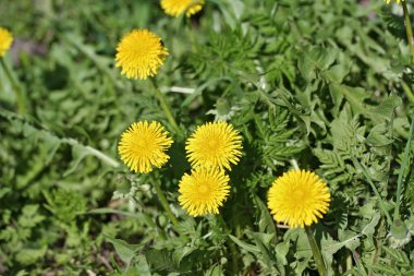 Karahindiba çiçek bahçesinde