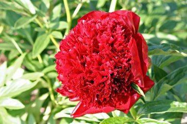 Red Peony albiflora x Paeonia officinalis 'Red Charm'