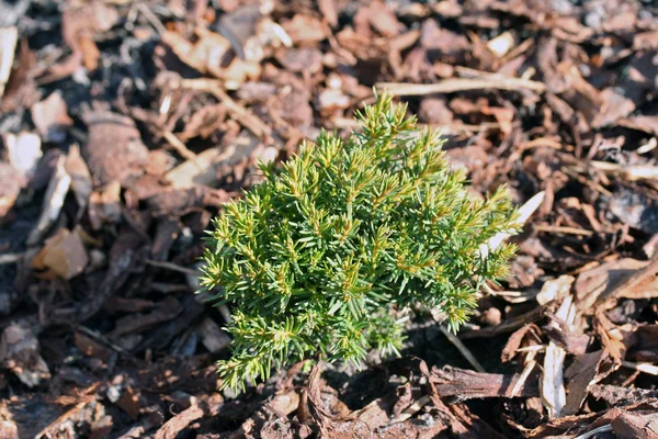 Small thuja occidentalis Teddy in the garden — Stock Photo, Image