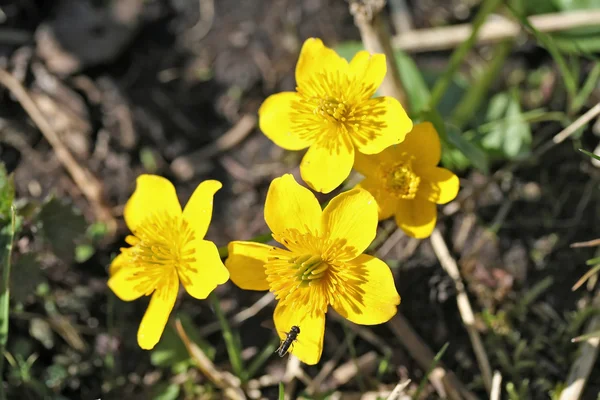 Caltha palustris (marsh-marigold or kingcup) flowers — Stock Photo, Image