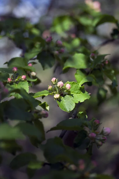 Apple blommor, retro filtereffekten — Stockfoto