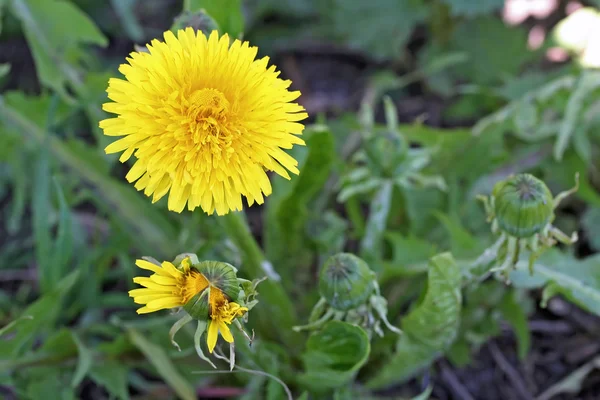 Paardebloem bloemen in de tuin — Stockfoto