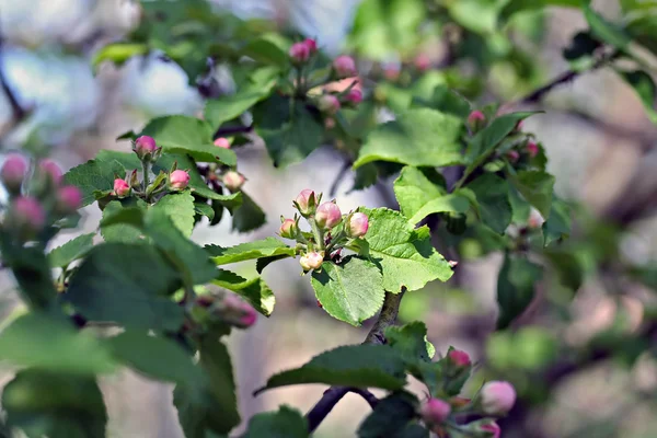 Flores de manzana, efecto filtro retro —  Fotos de Stock