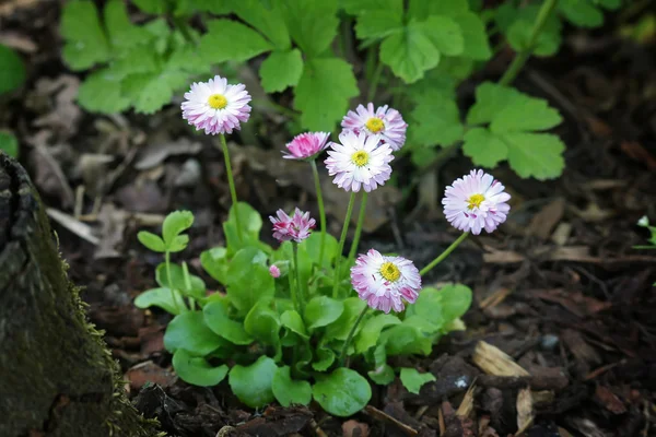 Bellis perennis witte en roze bloemen — Stockfoto