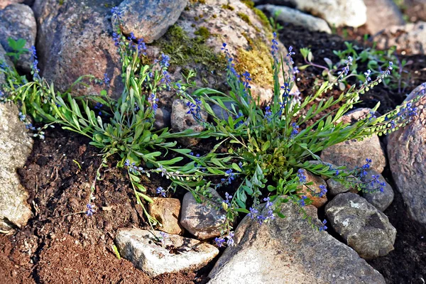 Polygala amarella (Polygala amara) connu sous le nom de milkwort nain — Photo