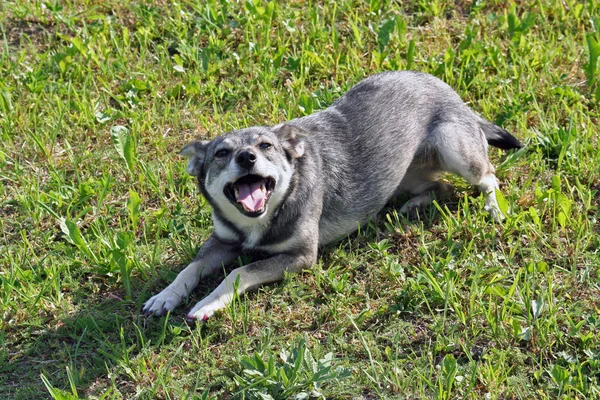 Sevimli köpek gülümsüyor ve oynamaya gitmek için davet