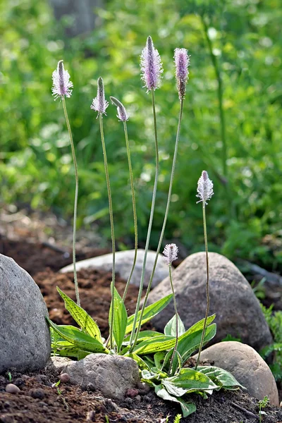 Blommande Plantago media (grått groblad) — Stockfoto