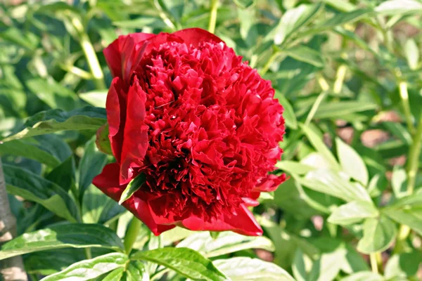 Red Peony albiflora x Paeonia officinalis 'Red Charm' — Stok fotoğraf