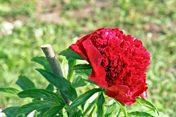 Red Peony albiflora x Paeonia officinalis 'Red Charm' — Stock Photo, Image