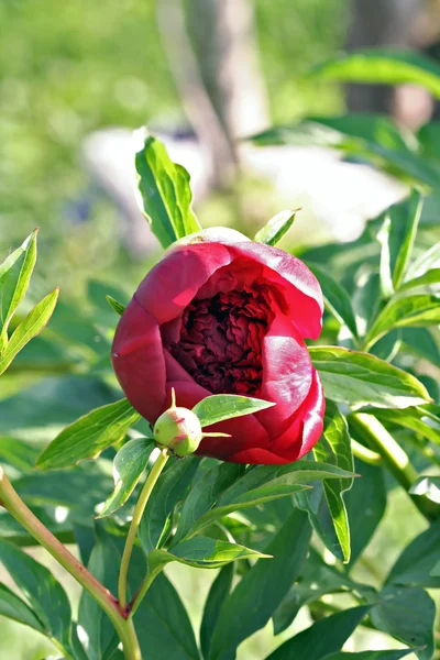 Red Peony albiflora x Paeonia officinalis 'Red Charm' — Stock fotografie