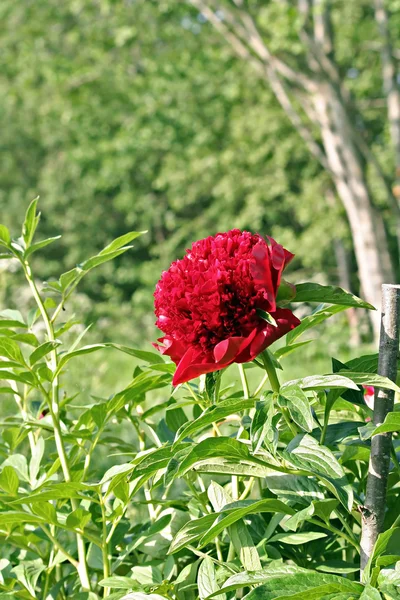 Red Peony albiflora x Paeonia officinalis 'Red Charm' — Zdjęcie stockowe