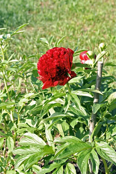 Red Peony albiflora x Paeonia officinalis 'Red Charm' — 스톡 사진