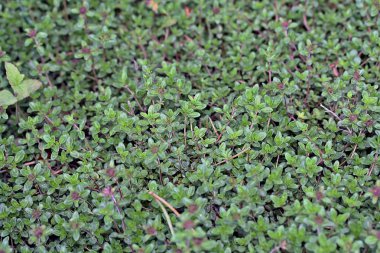 Timus citriodorus (Limon kekik veya Narenciye kekik)