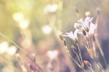 Cerastium tomentosum (Snow-in-Summer)