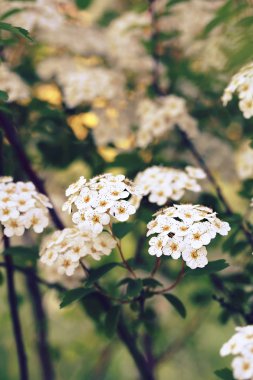 Alanlara x vanhouttei-Van Houtte'nın alanlara