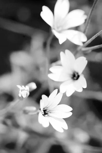 Cerastium tomentosum (Snow-in-Summer) — Stock fotografie