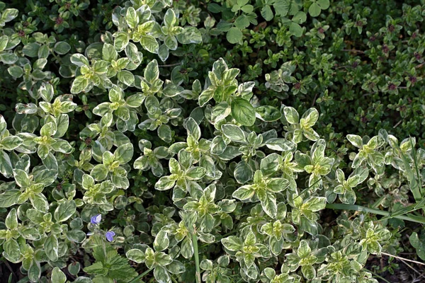 Origanum vulgare variegata (origano ) — Foto Stock