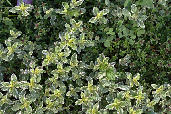 Origanum vulgare brokig (oregano) — Stockfoto