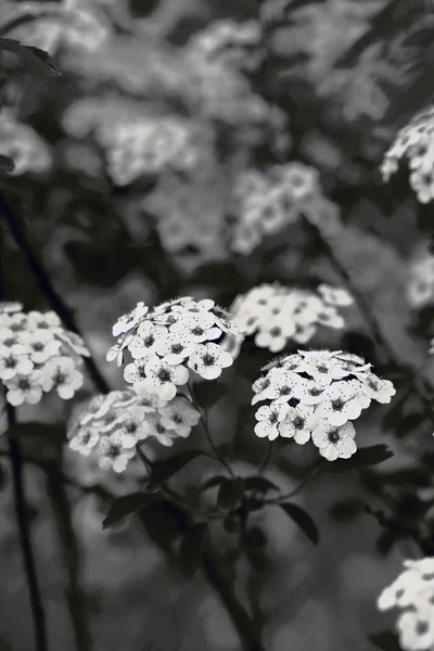 Spiraea x vanhouttei - Spiraea de Van Houtte — Fotografia de Stock