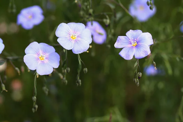 Linum perenne (річний льон ) — стокове фото