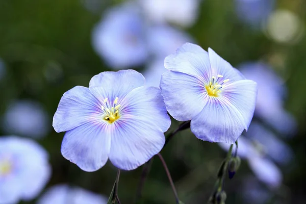 Linum perenne (linho perene) ) — Fotografia de Stock