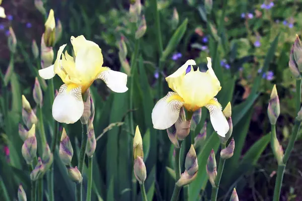 Brodaty irys kwiat — Zdjęcie stockowe