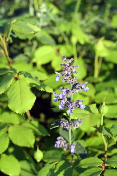 Faassen's catnip — Stock Photo, Image