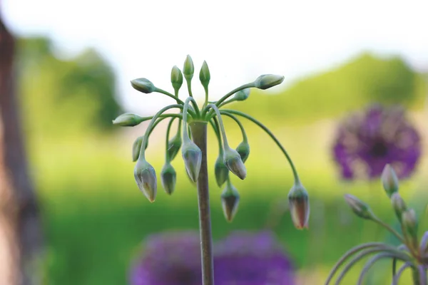 Allium siculum, znany również jako sycylijskiej miód lilia — Zdjęcie stockowe