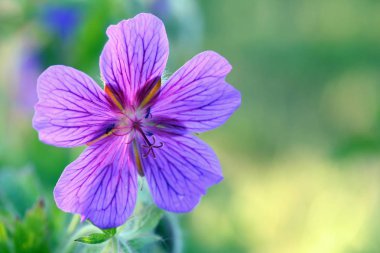 Sardunya pratense (çayır Sardunya)