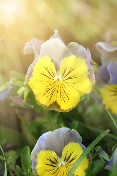 Viola tricolor, luz do sol — Fotografia de Stock