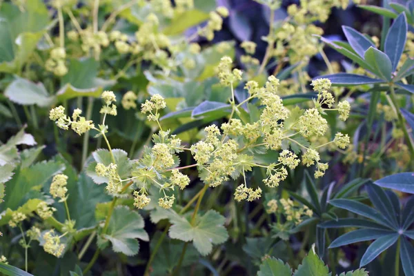 Alchemilla mollis (Lady's Mantle) Robusta — Stock Photo, Image