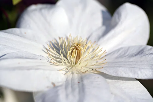 Clematis 'Guernsey Cream' — стокове фото