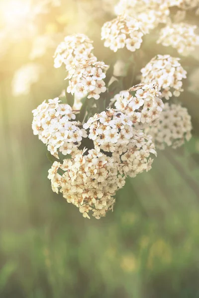 Spiraea x vanhouttei Van Houttes spiraea — Fotografia de Stock