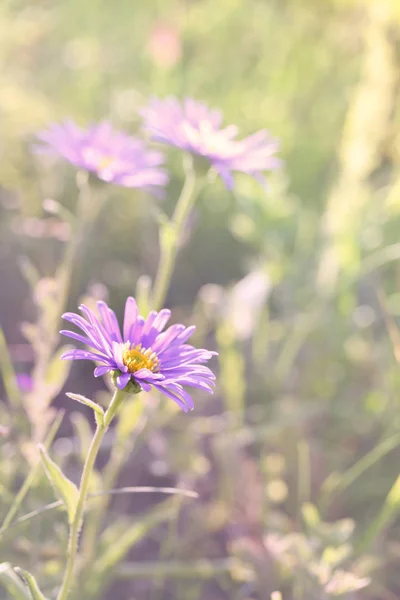 Aster 犬 (高山紫菀) — 图库照片