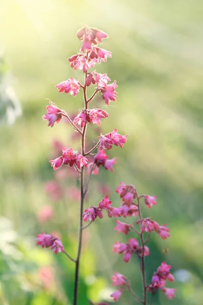 Heuchera (выпускные или коралловые колокола ) — стоковое фото