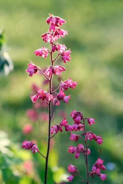 Heuchera (Aluminiumwurzel oder Korallenglocken)) — Stockfoto