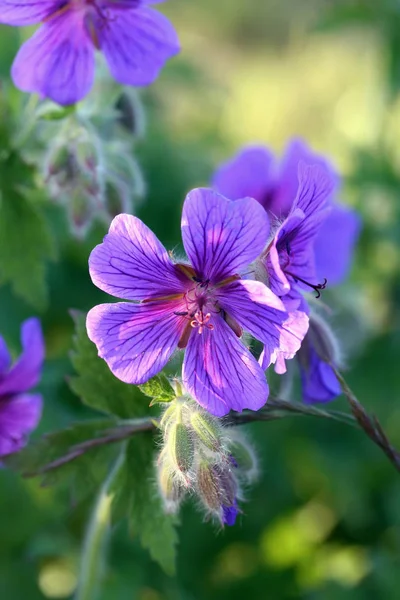 Geranium pratense (meadow geranium) — Stock Photo, Image