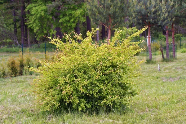 Arbusto de Prunus cerasifera (ciruela de cerezo o mirobalán) —  Fotos de Stock