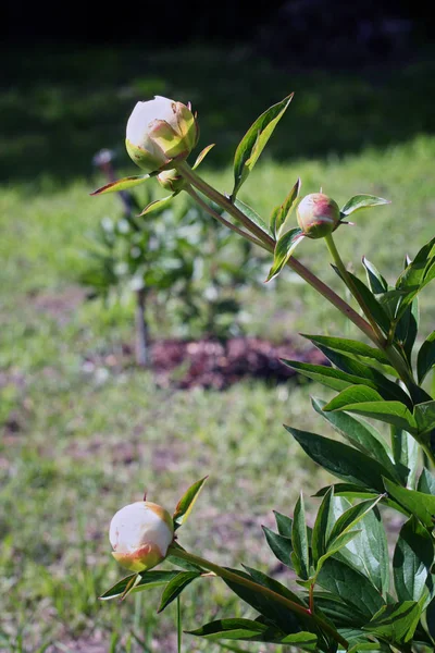 Peony lactiflora branca escolha das mães — Fotografia de Stock